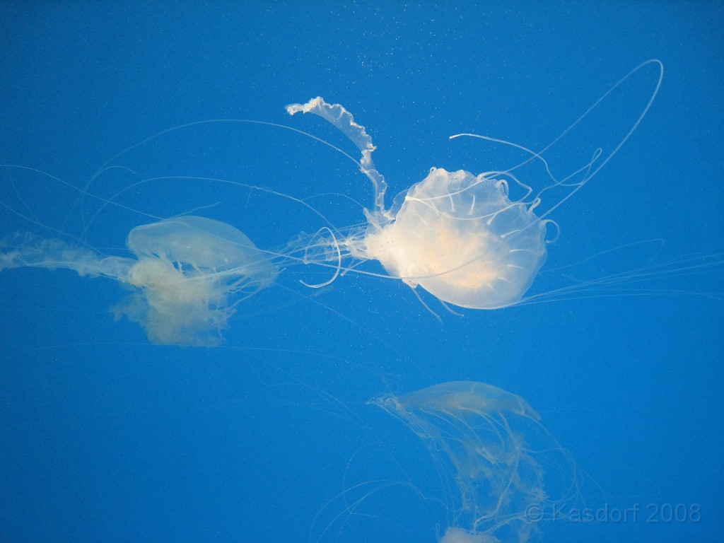 Baltimore MD 2009 1210.jpg - A 4th of July trip to Washington DC in 2009 included a stop in Baltimore MD to see the National Aquarium.